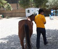nezhadesh arabe vali kheili chamushe ta hala 5 bar mano zade zamin